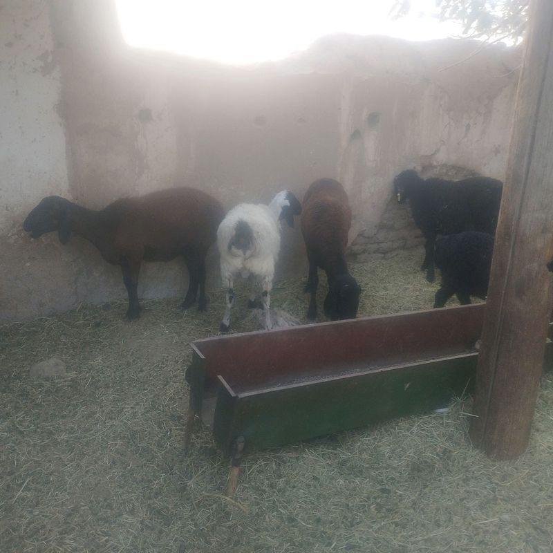 quy qizlar sotiladi quy qizlar sotiladi