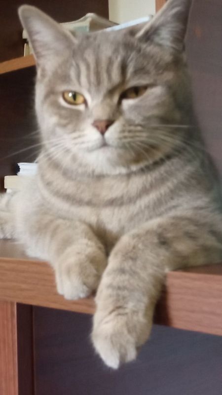 Британская кошка. Британская кошка.