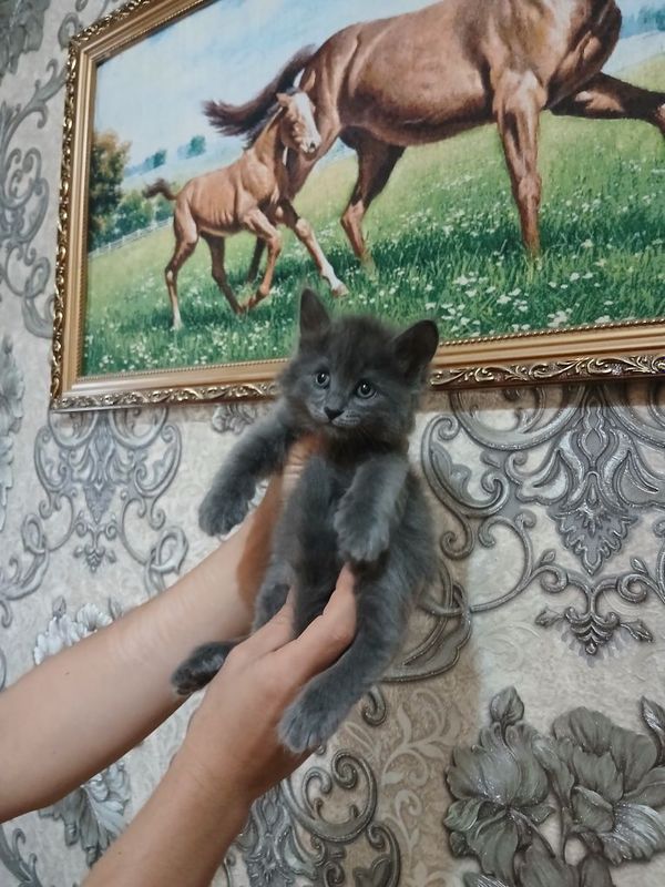 Срочно продаются котята