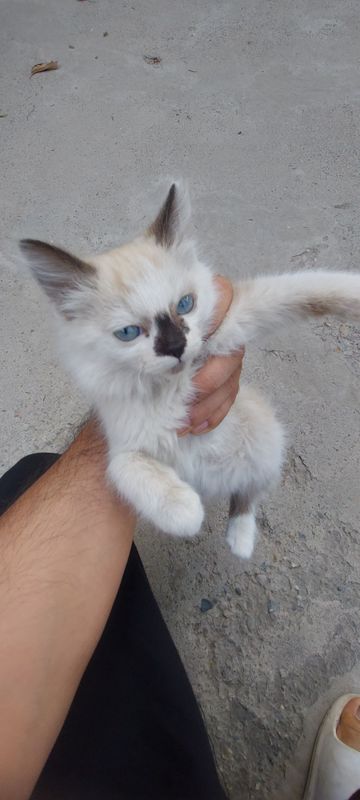 Siyamski mushuk bolasi