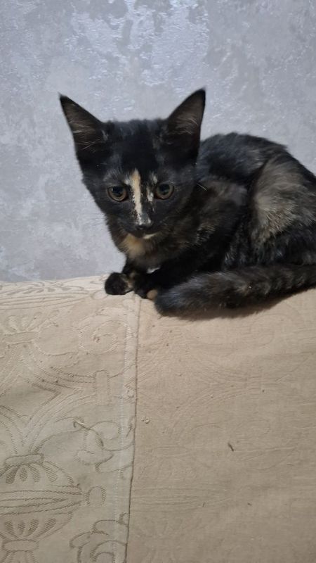 Котята домашние
