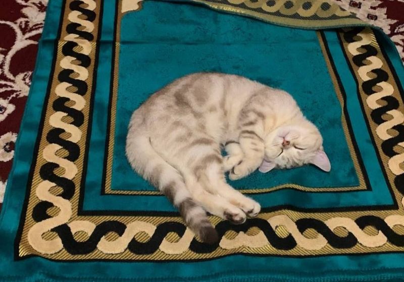 Wotlandiski 1 yarim oyli hamasi qiz Wotlandiski 1 yarim oyli hamasi qiz