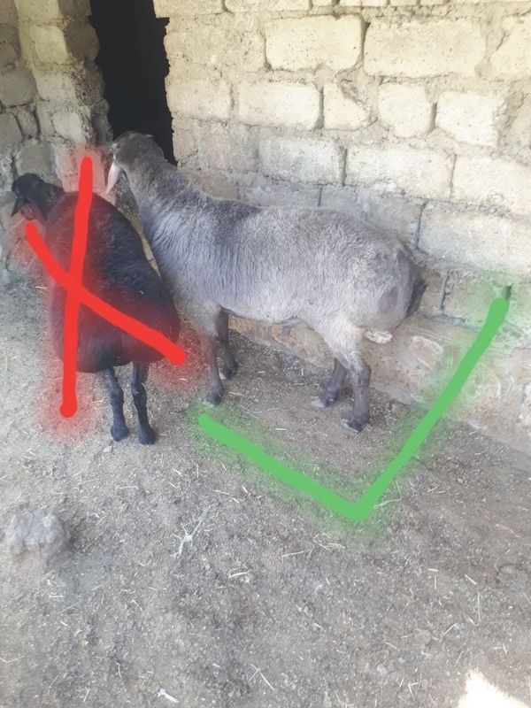 Sur qo‘chqor sotiladi Sur qo‘chqor sotiladi