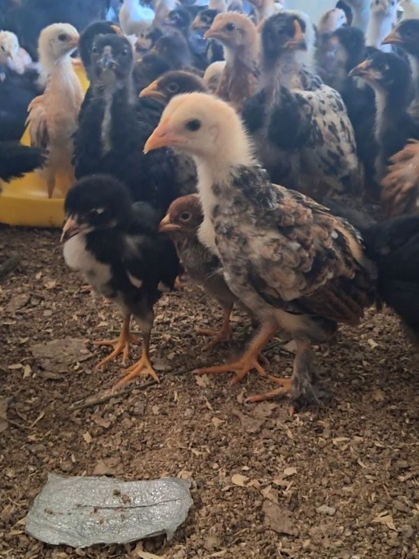 Mesni juja 1oylik Mesni juja 1oylik