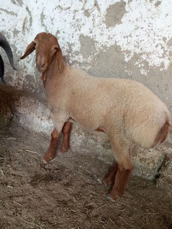 Barra sotiladi qurbonlikka tayyor