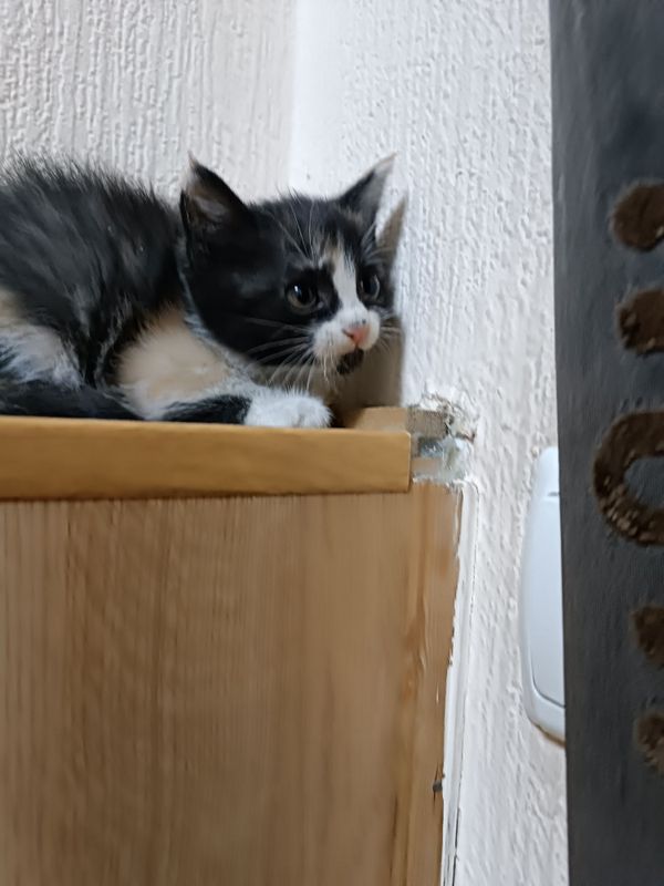 Отдаем в хорошие руки котят Отдаем в хорошие руки котят