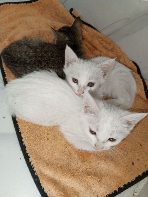 Отдам даром котёнка в хорошие руки Отдам даром котёнка в хорошие руки