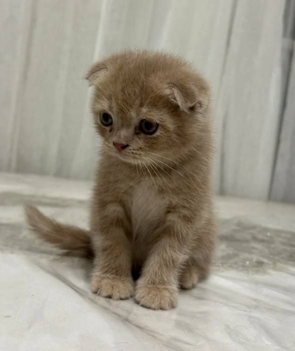Mushuk -scottish fold Mushuk -scottish fold