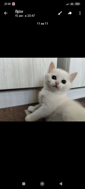 Кот мальчик продается. Кот мальчик продается.