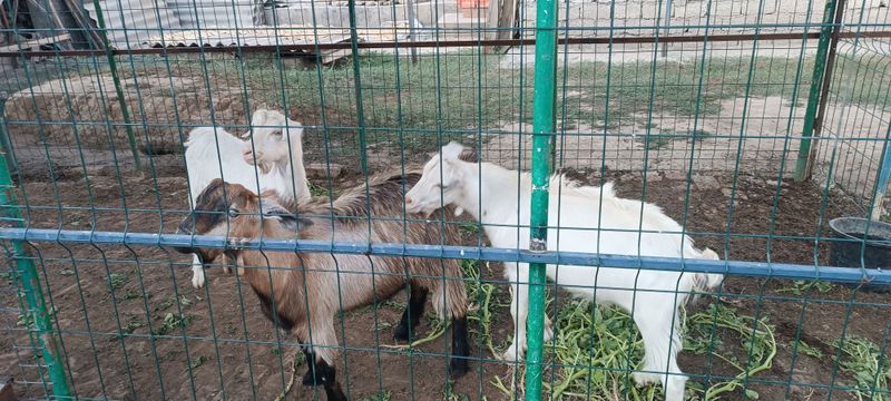 Продаются козлята. Продаются козлята.