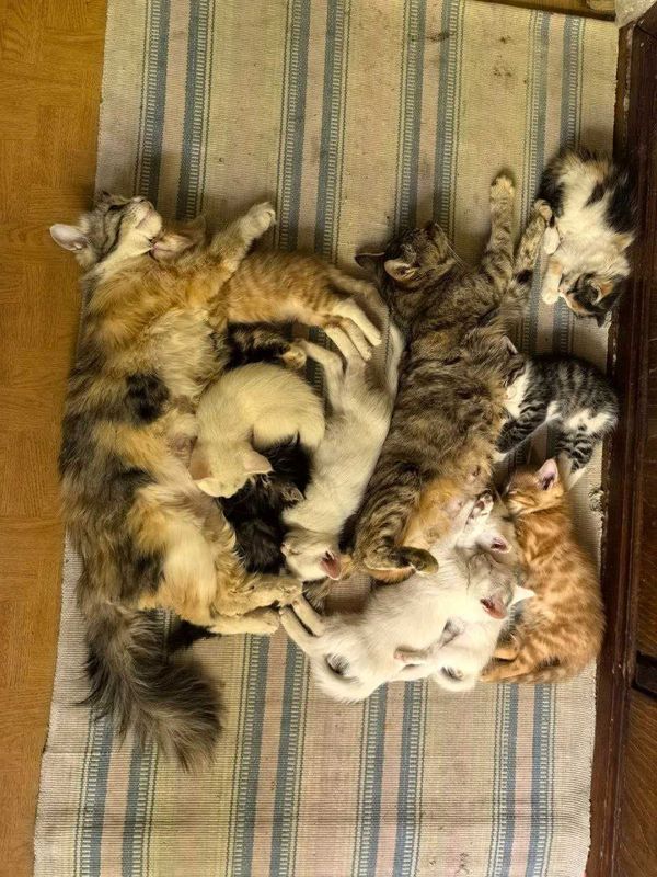 Отдаем приученых котят Отдаем приученых котят