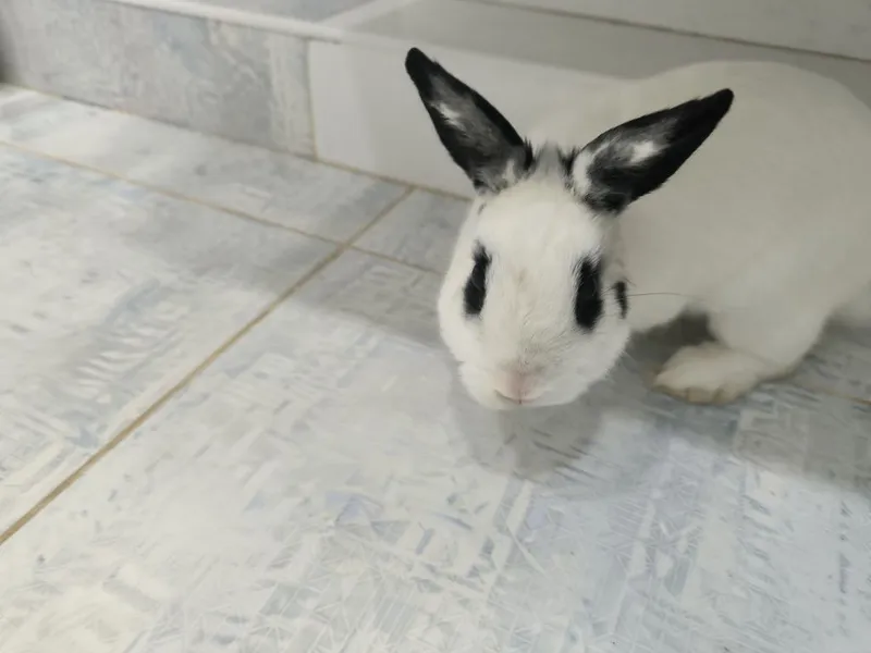 Карликовый кролик домашний 3 с половиной месяца Карликовый кролик домашний 3 с половиной месяца