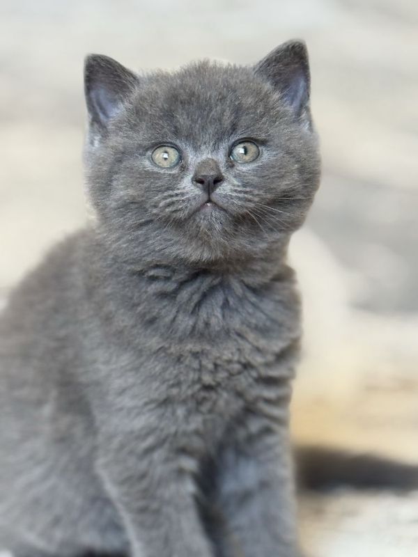 Котятя (шотланская-британская) Котятя (шотланская-британская)