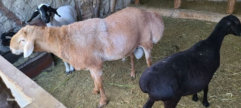 Арашан кучкор сотилади Арашан кучкор сотилади