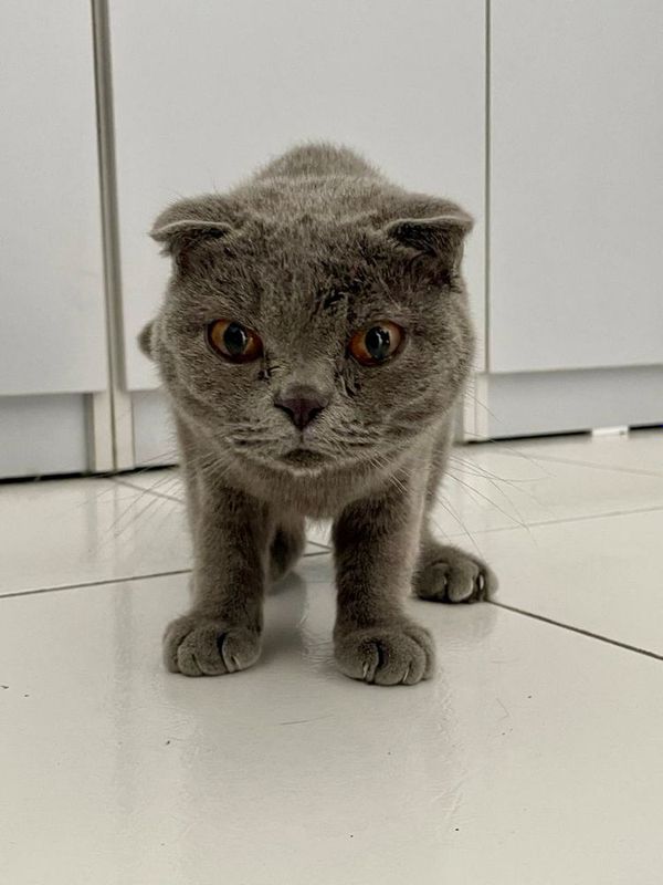 Продаётся котёнок породы Scottish Fold (вислоухий) Продаётся котёнок породы Scottish Fold (вислоухий)