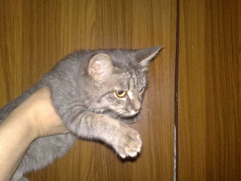Серебристый котёнок -Мими, девочка, 6 месяцев.