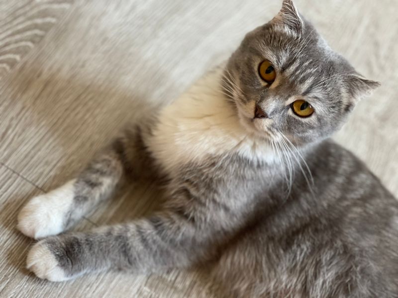 Scottish fold Scottish fold