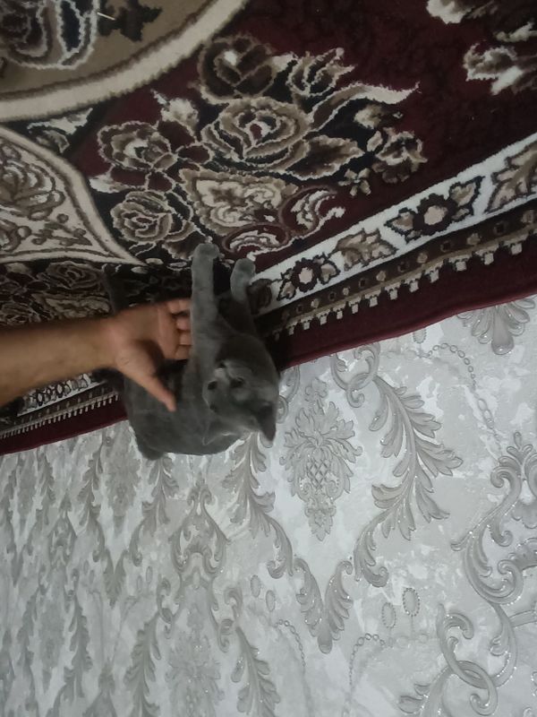 Mushuk sotiladi Mushuk sotiladi