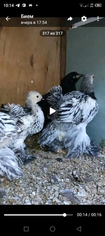 Tochkali brama jõjalar Tochkali brama jõjalar