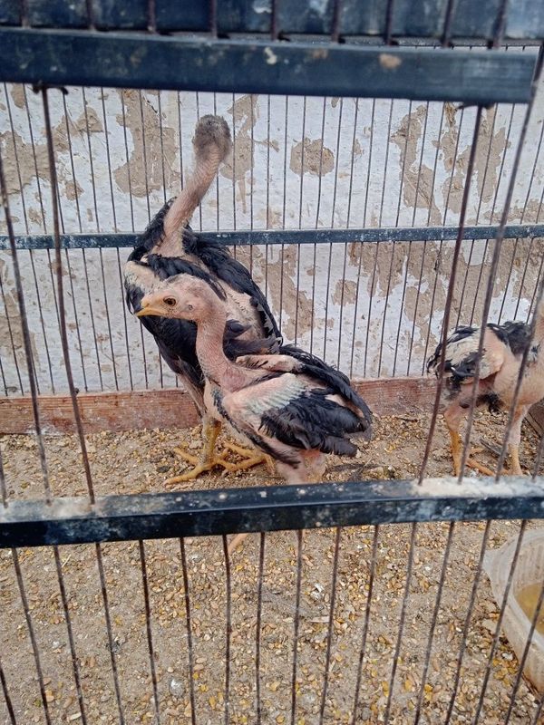 Dakan jõjalari sotiladi 2 oylik