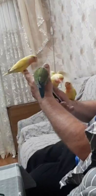 Продаются идеально ручные попугаи неразлучник . Продаются идеально ручные попугаи неразлучник .