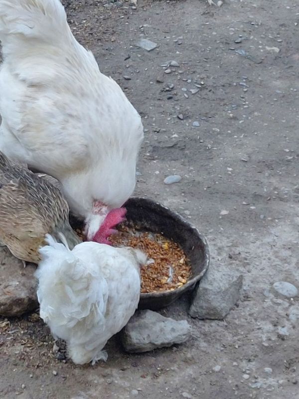 Xonaki tavuqlar sotiladi Xonaki tavuqlar sotiladi