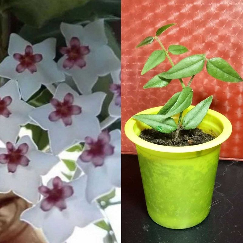 Продам. Хойя прекрасная – Белла. Продам. Хойя прекрасная – Белла.