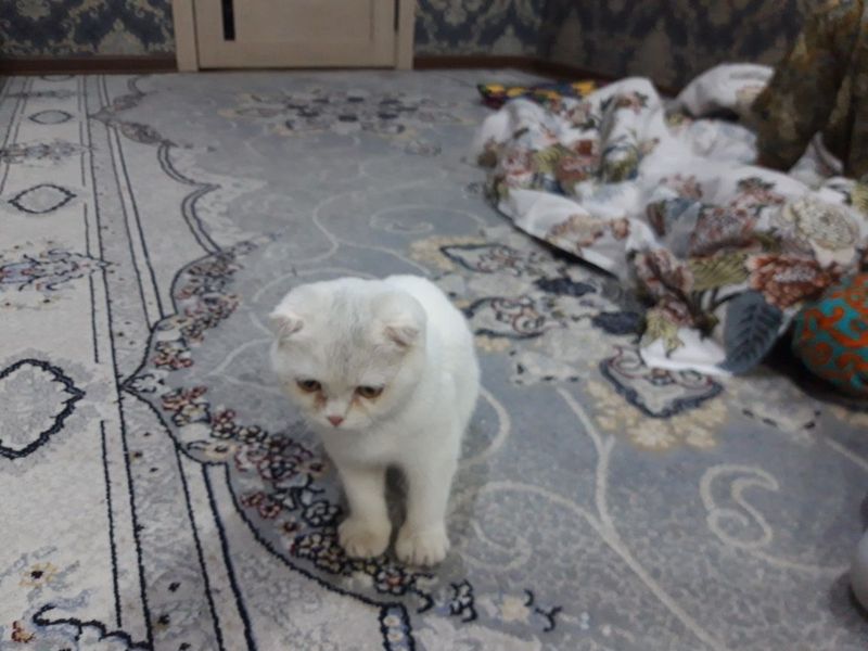 Продается кошка девочка Продается кошка девочка