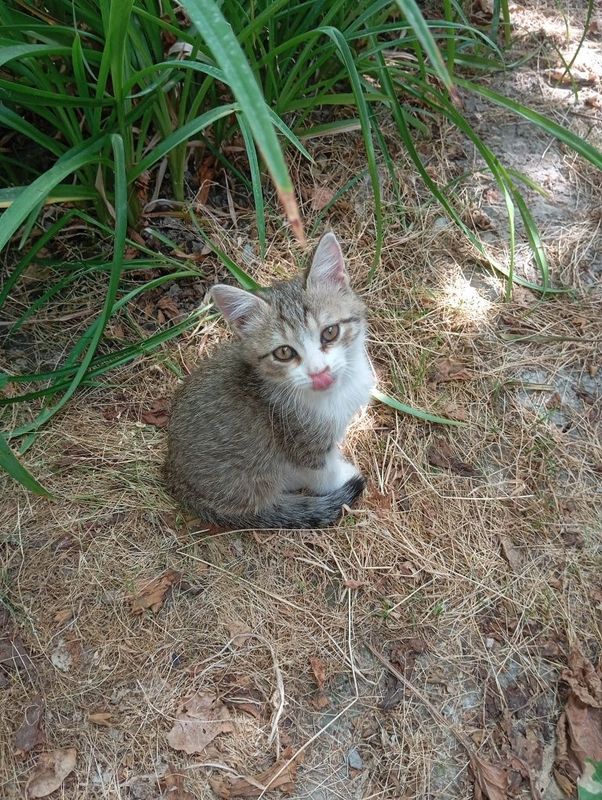 Котенок в добрые руки Котенок в добрые руки