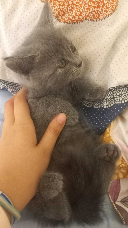 Котик шотландско-вислоухий Котик шотландско-вислоухий