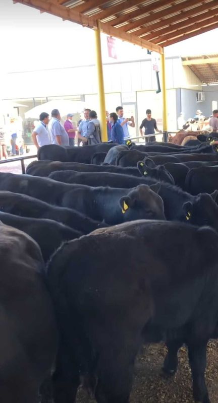 Tozaqonli angus buqalari Tozaqonli angus buqalari