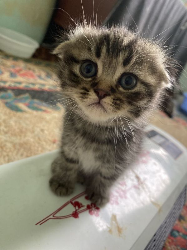 Scottishfold juda chiroyli aqilli mushuk hashaki emas Scottishfold juda chiroyli aqilli mushuk hashaki emas