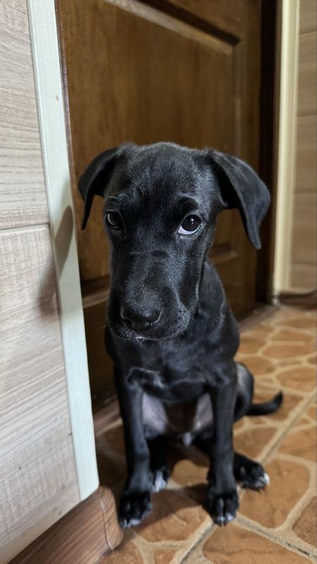 Собака нуждается в хороших руках, девочка, ей около 4-5 месяцев. Собака нуждается в хороших руках, девочка, ей около 4-5 месяцев.