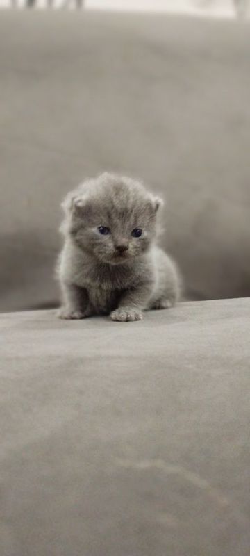 продается котенок продается котенок