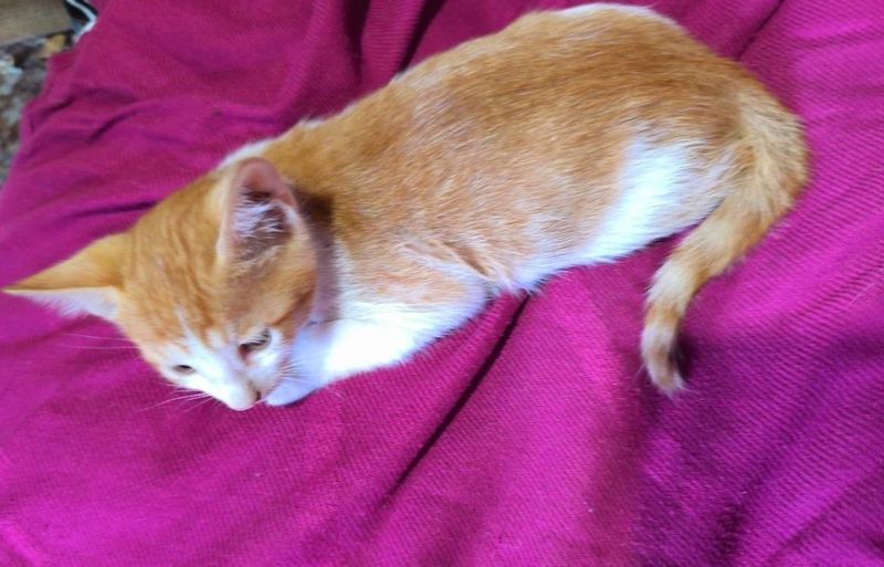 +Котята рыжие отдам в хорошие добрые руки +Котята рыжие отдам в хорошие добрые руки
