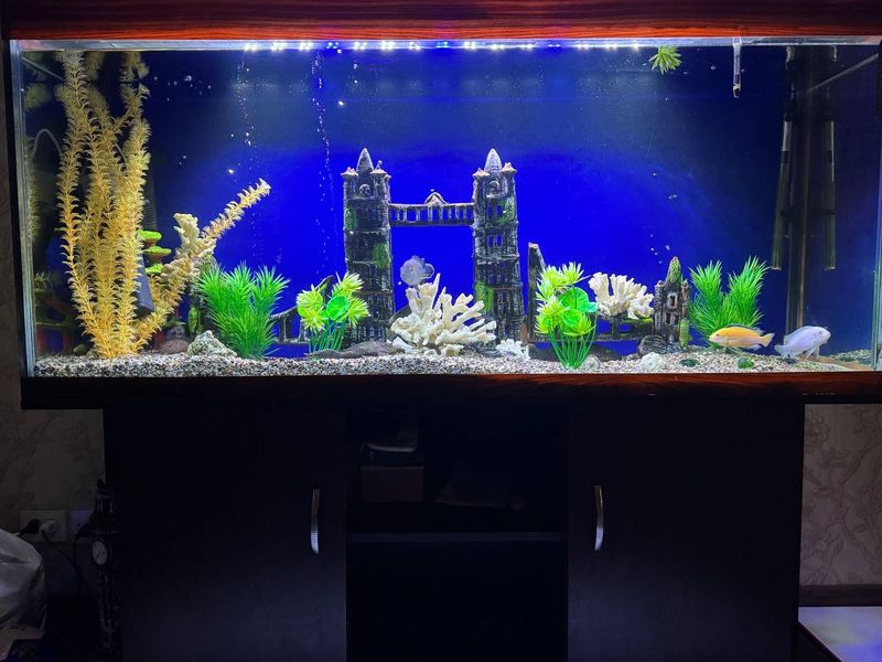 Akvarium baliqlari bilan birga Akvarium baliqlari bilan birga
