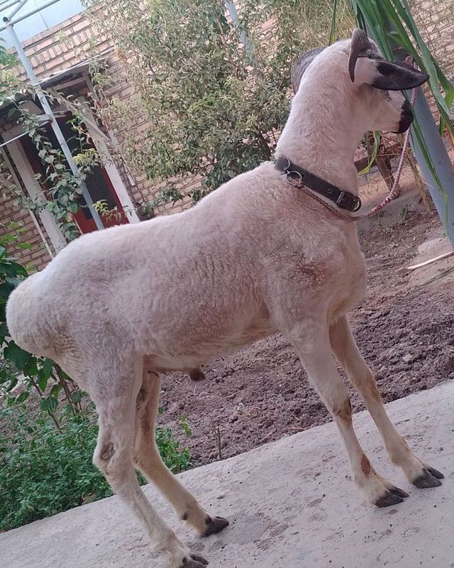 Semiz Qora Quloq Qochqor sotiladi