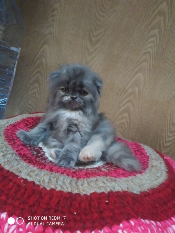 Скотиш фолд котенок Скотиш фолд котенок