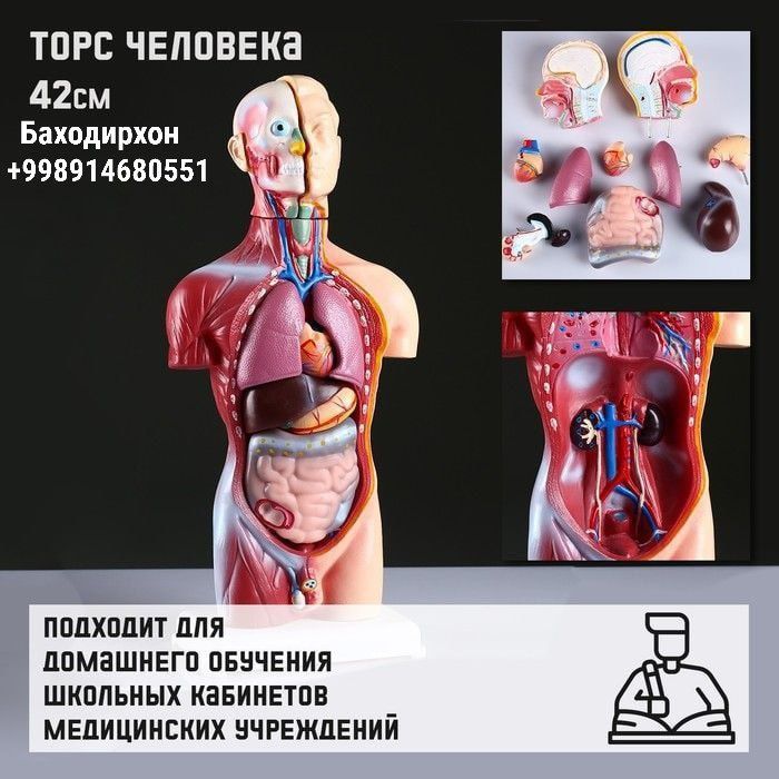 Торс человека, муляж скелета Торс человека, муляж скелета