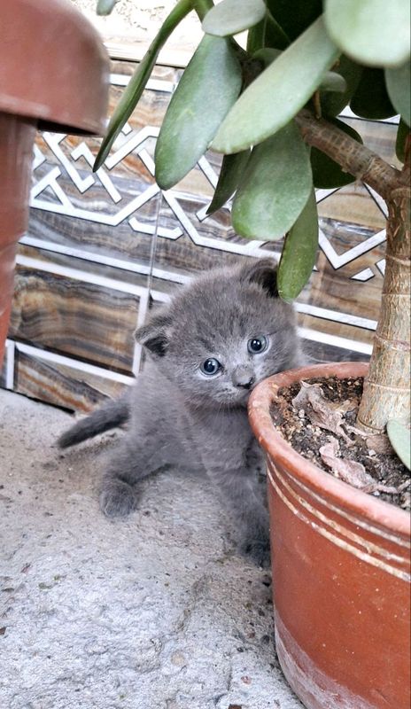 Котята Котята
