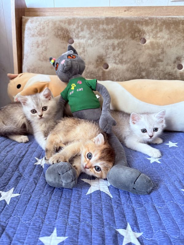 Котята Шиншиллы Котята Шиншиллы