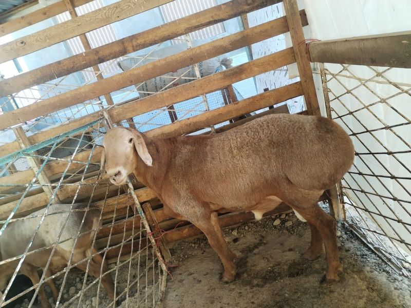 Assalomu alekum To'y Aqiqa yaxshi qo'y sotiladi 55 60 kg chiqadi Assalomu alekum To'y Aqiqa yaxshi qo'y sotiladi 55 60 kg chiqadi
