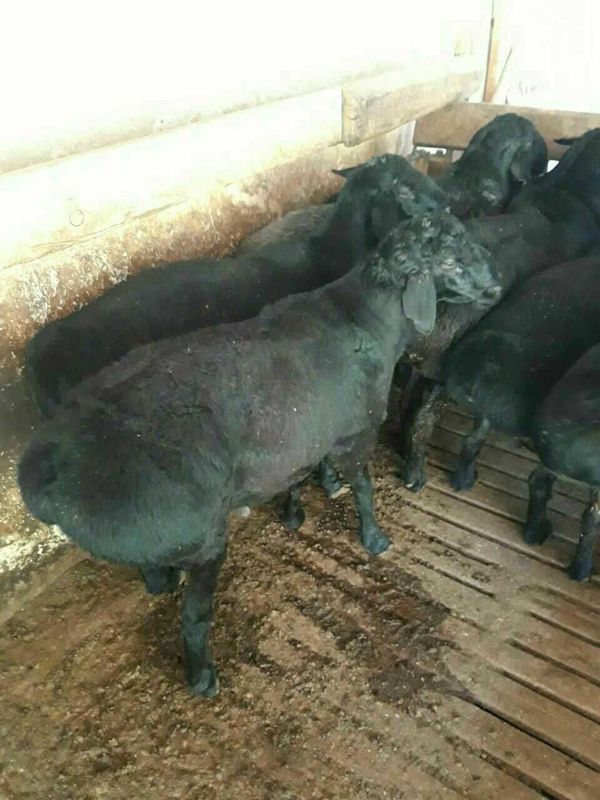 Кучкорлар сотилади Кучкорлар сотилади