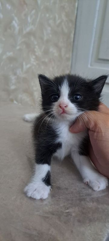 Отдам котят в добрые руки Отдам котят в добрые руки