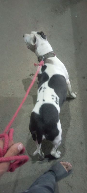 Pitbul urg'ochi 3 marta tuqan odamga beziyon
