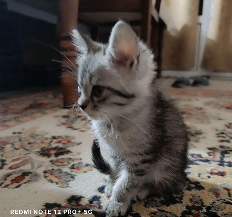 Продаются котятя/ Пшик сотилади