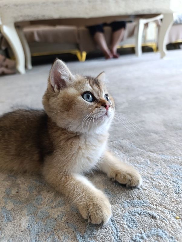 Кошка шиншила продажа Кошка шиншила продажа