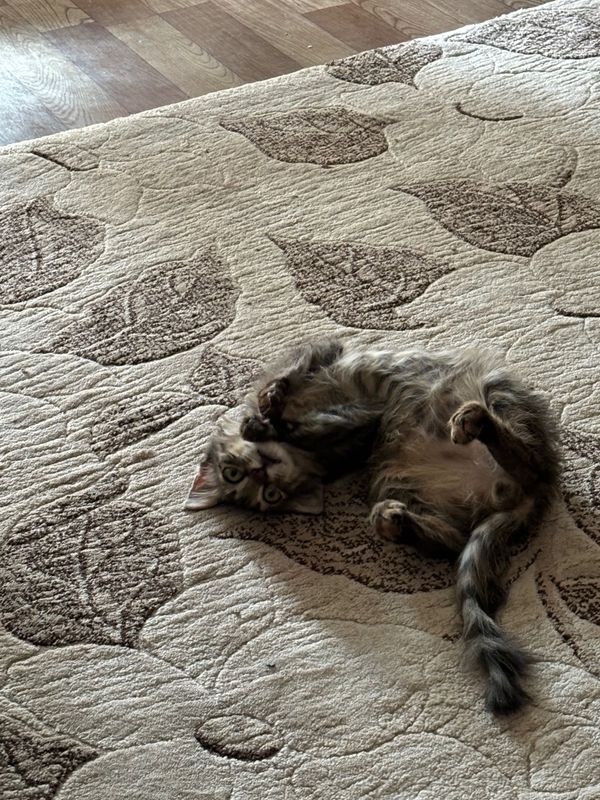 Отдаю кота в хорошие руки Отдаю кота в хорошие руки