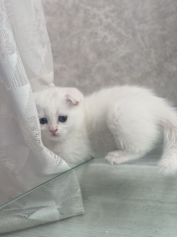 Продаются котята Scottish Fold и Scottish Straight! Продаются котята Scottish Fold и Scottish Straight!