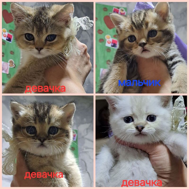 Продаю котят шиншил Продаю котят шиншил